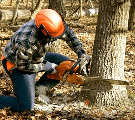 Tree Removal in State Center, IA